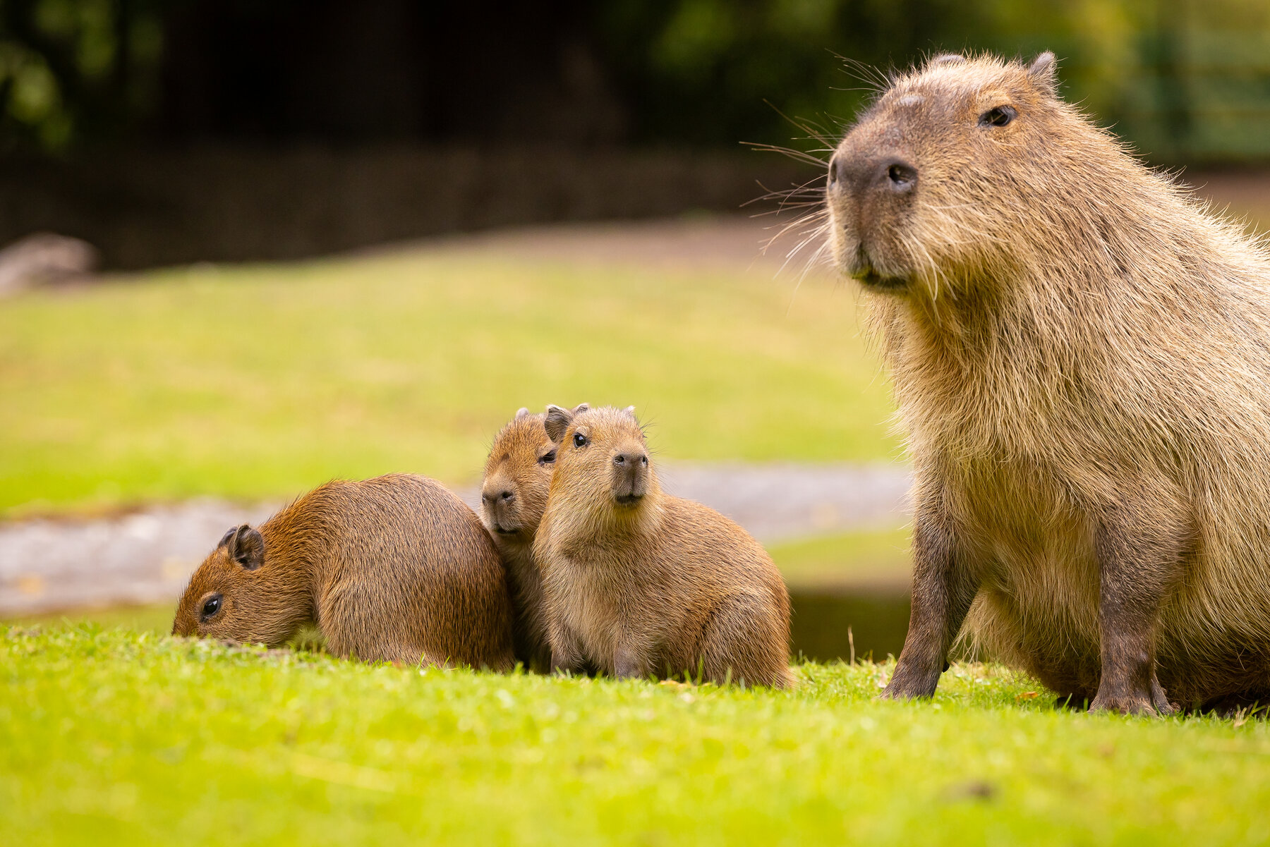 Capybara